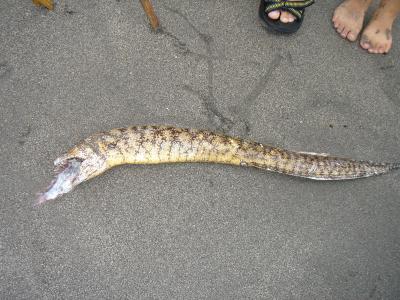 The hungry eel